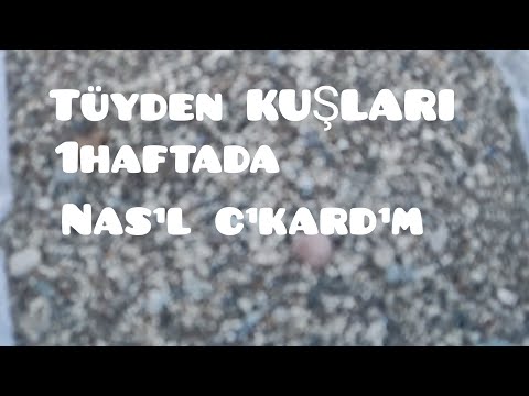 1HAFTADA TÜYDEN ÇIKARMA YÖNTEMİ KUŞLARI