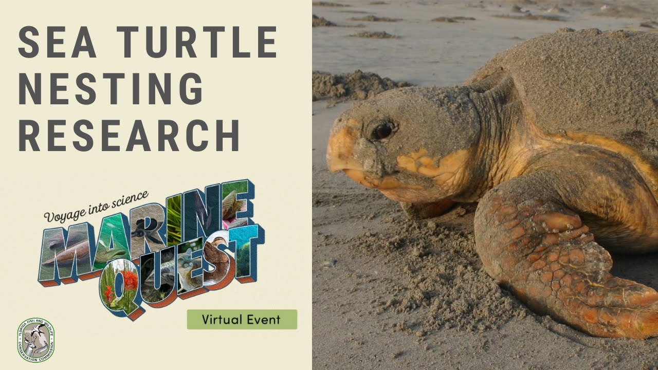 MarineQuest 2020 Sea Turtle Nesting Research YouTube