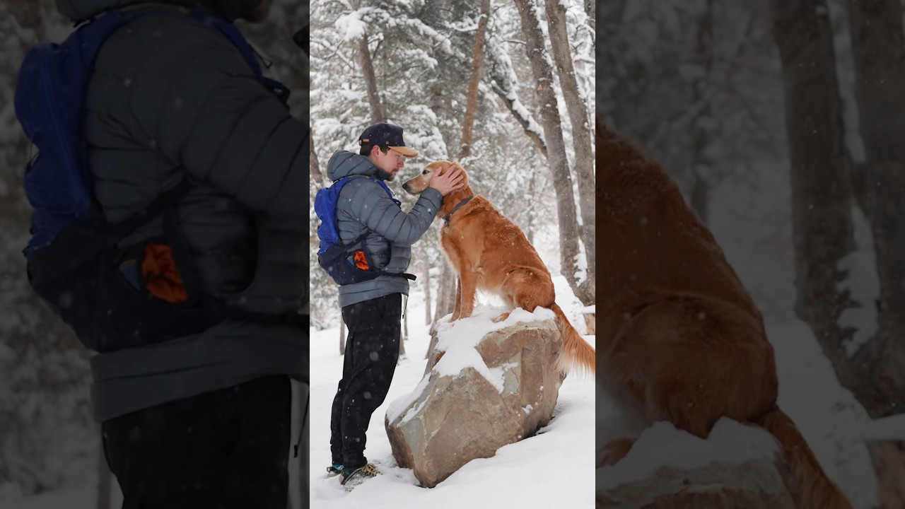a beautiful, snowy winter hike with my golden retriever