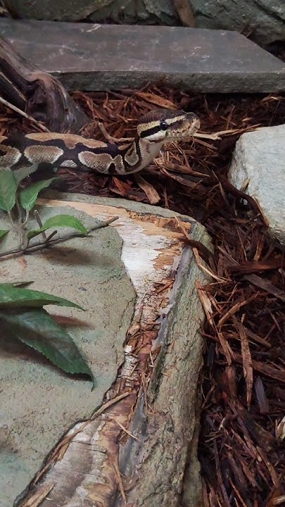 ret python #snake #snakes #reptile #reptiles #toronto #trending #viral ...