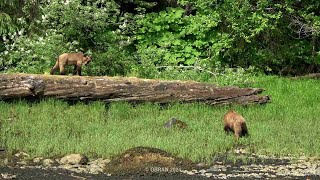 2 Grizzly Bears at Khutzeymateen Valley BC Canada 2023