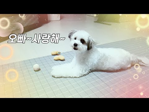 강아지들도 꿈을 꿉니다! 2부  【비숑프리제 숑군과 믹스견 꽁양의 현실남매이야기】