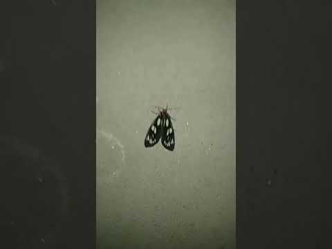 butterfly 🦋🦋
