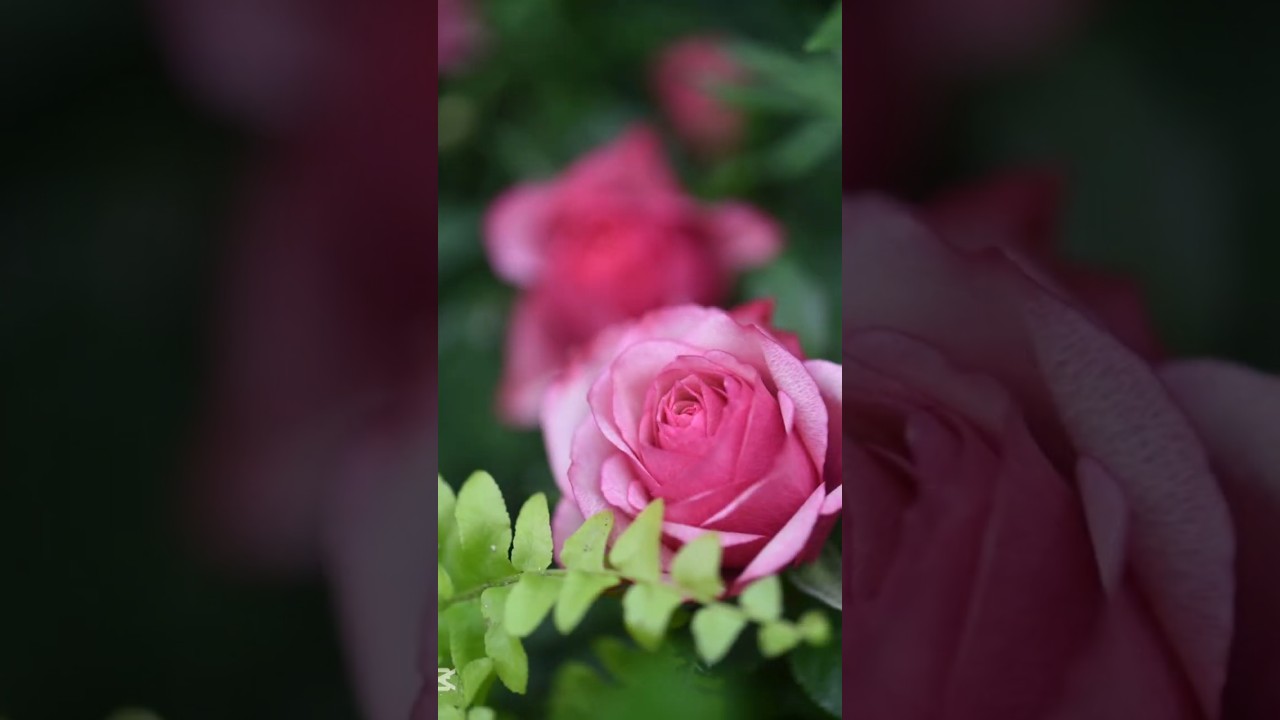 ミア・ローザ〜僕の薔薇〜とコラボ#安城デンパーク#shorts#ファインダー越しの私の世界 #薔薇#Nikon#d750 #写真日記#山内惠介#マクロ#カメラ好き #スライドショー#flower#花