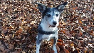 Vlogmas December 12th - A little walk & meeting the mysterious Swan Father