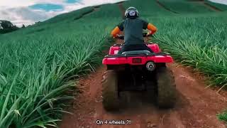 Panama’s Awesome Pineapple Farm on 4 wheels.