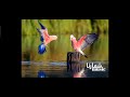 صوت العصافير