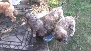 Download Lagu Mocha \u0026 Samson pups @ 8.5 wks MP3