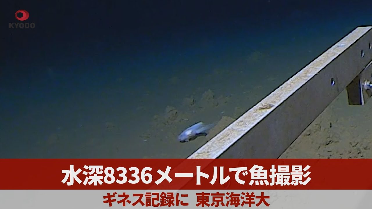 水深8336メートルで魚撮影 ギネス記録に、東京海洋大|47NEWS（よんなな