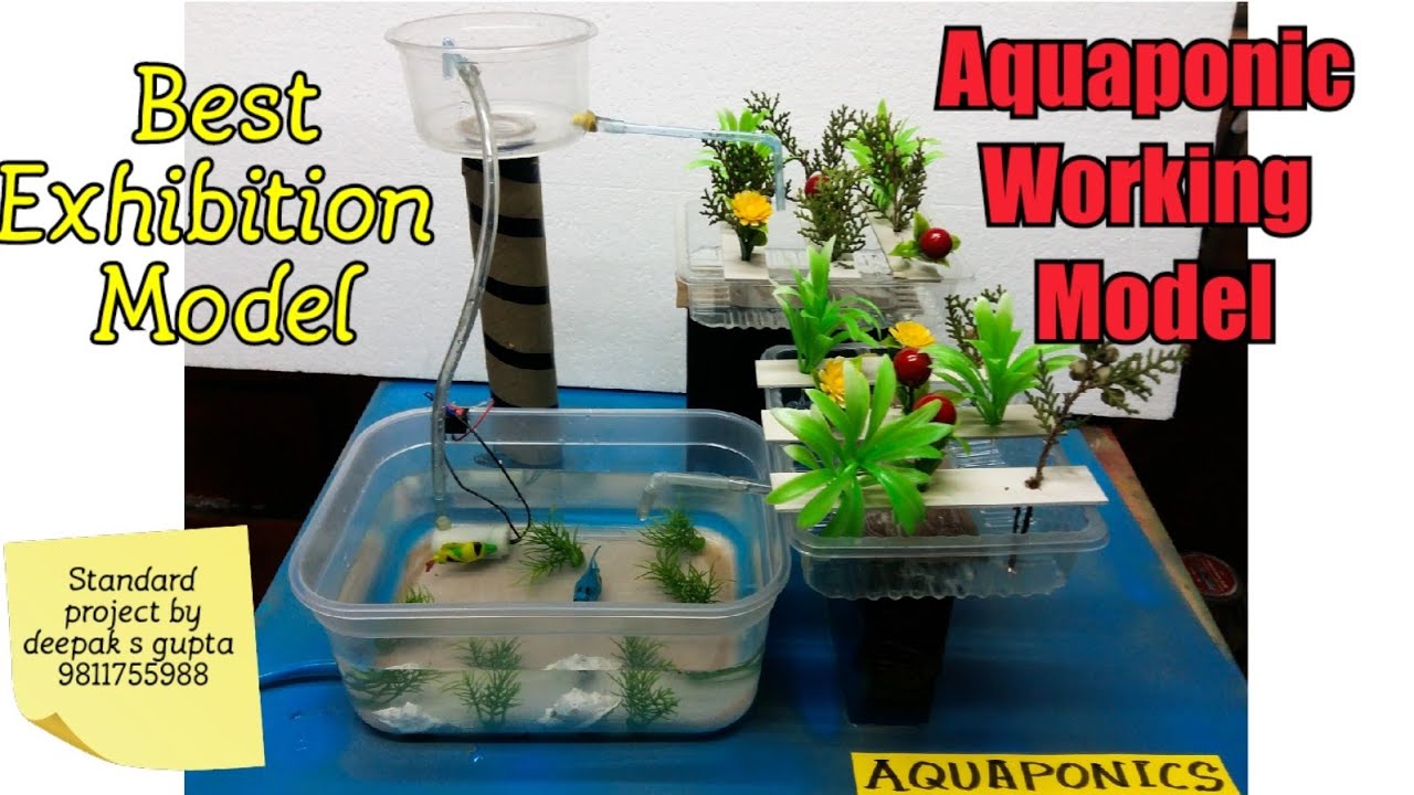 hydroponics /aquaponic working model #schoolproject # ...