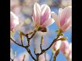 Fragrance key notes - Magnolia