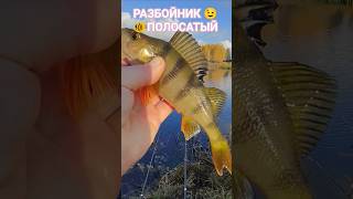 РЫБАЛКА на ПОПЛАВОЧНУЮ удочку🎣 природа🌿🍃 отдых🏡 лес🍀 река🌊⚓🌊⚓