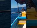 deep sea fishing baraccouta fish. #fishing #deepseafishing #bigfish #shorts