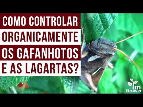 Como controlar organicamente os gafanhotos e lagartas da horta?