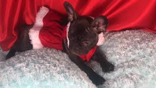 PuppyFinder.com : French Bulldog Puppy