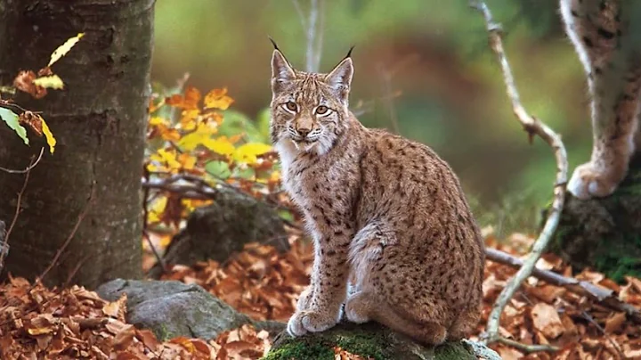 The Balkan Lynx: A Silent Guardian of the Wild | Endangered Species Spotlight thumbnail