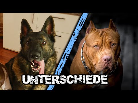 Video: In dieser Datenbank sind Hunderte von Pit Bull-freundlichen Anmietungen im ganzen Land aufgeführt