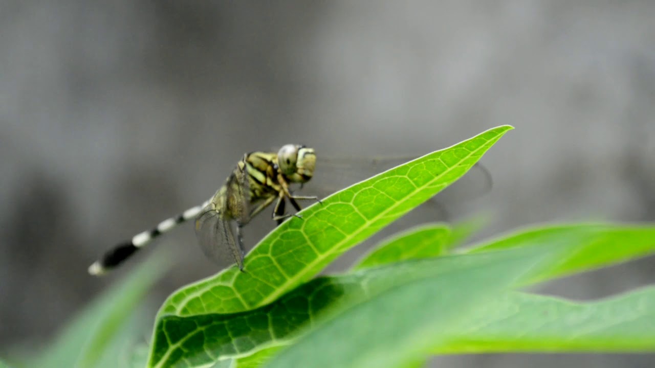 Insectia World - YouTube