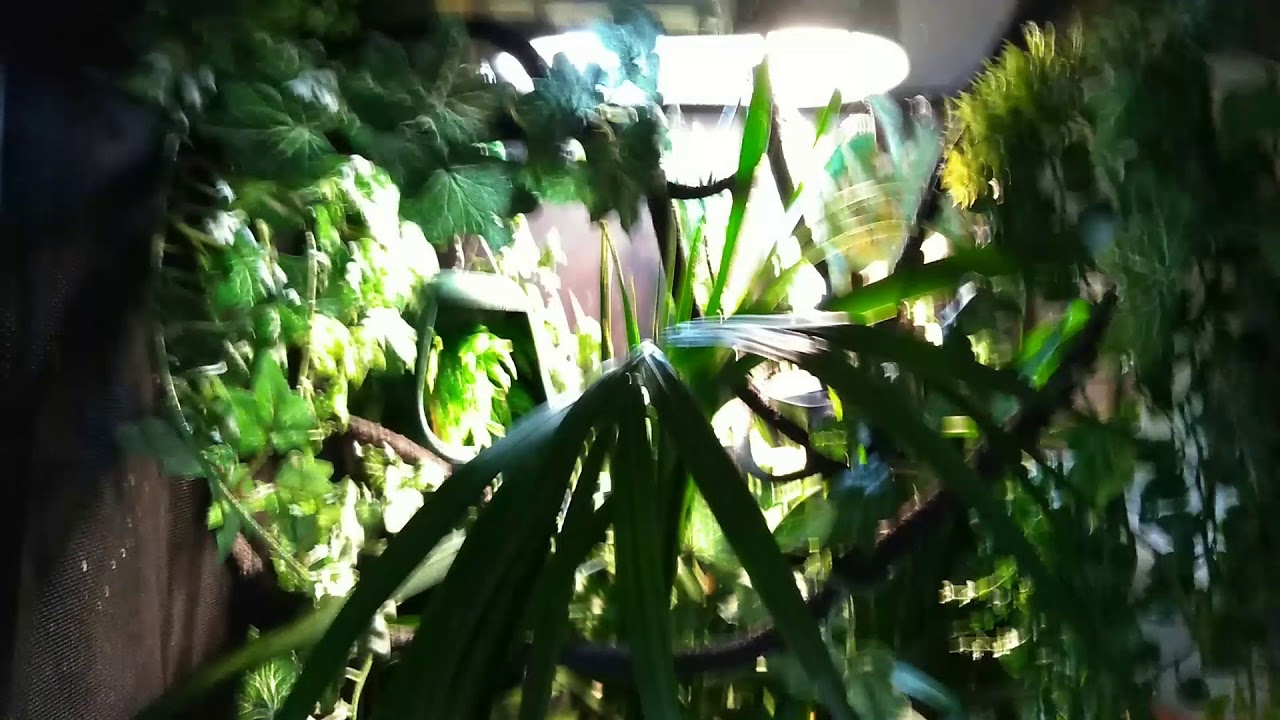 camera iphone 8 plus apk Chameleon setup