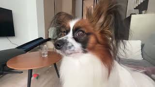 Papillon holding in his bark