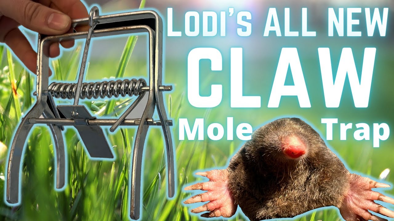 How to Set Talpex style Mole Traps   SUCCESS EVERY TIME Road test of LODIs mole CLAW TRAP