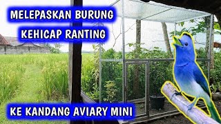 Burung kehicap ranting di kandang aviary mini