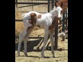 SORREL TOVERO MEDICINE HAT FILLY:  CUTTING, REINING, COW &amp; RUNNING BRED