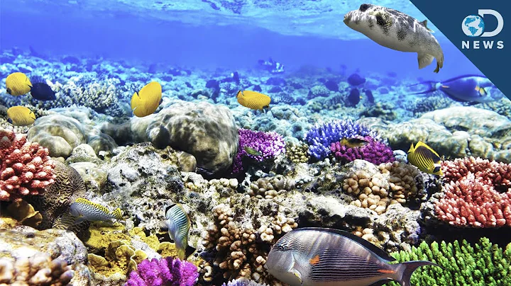 What Are Coral Reefs And What's Their Purpose? - DayDayNews