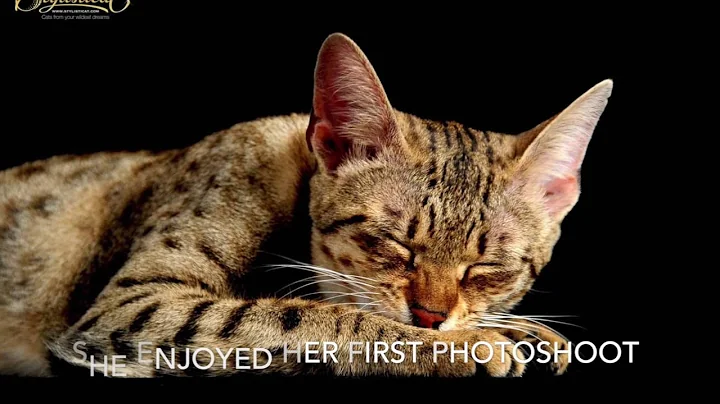 Watch the video about Stylisticat Savannah Cats May 2016