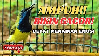 PANCINGAN SOGON GACOR MEMANGGIL LAWAN‼️Pancingan SOGON agar Emosi # PART 124