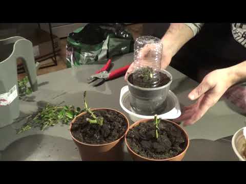 Video: Viooltjes Kweken Uit Zaden (32 Foto's): Wanneer Is Het Beter Om Bloemen Voor Zaailingen Te Planten? Goede Verzorging Thuis En De Timing Van Planten In De Volle Grond