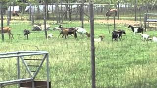 agri tayo episode03 seg2 kalding part 1 mp4