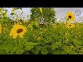 Sunflowers all over!