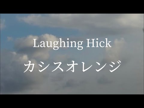 Laughing Hick｢カシスオレンジ｣歌ってみた。