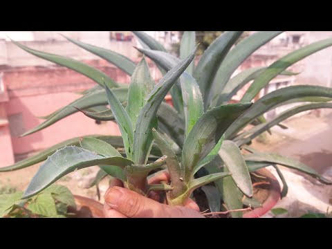 How to Propagate Agave plant || Multiplying Agave || 15th Nov ,2017