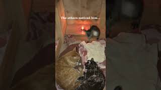 A Wet Stray Finally Found a Warm Family ❤️
