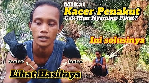 Cara Mikat Kacer Penakut Nggak Mau Turun Nyambar Pikat,Sangat Mudah ini solusinya
