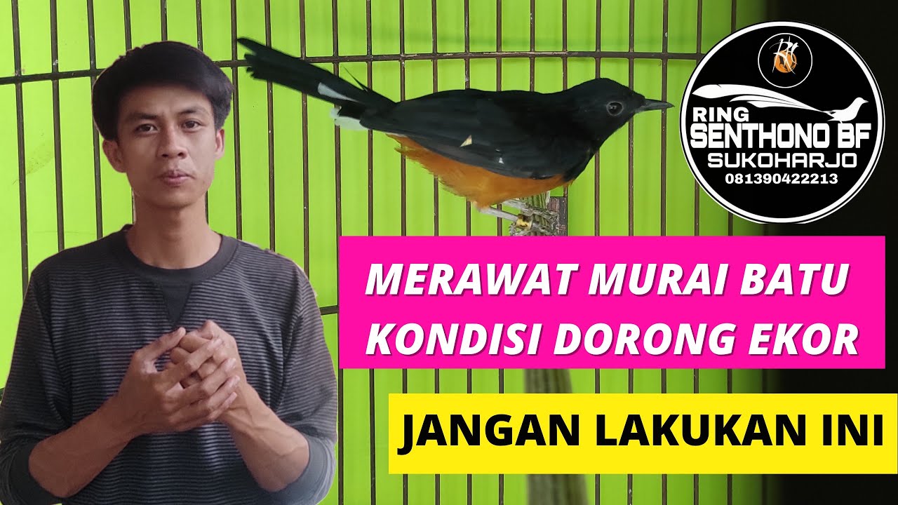 Rawat Murai Batu Dorong Ekor Secara Benar Dan Tepat, Salah Bisa Fatal #muraibatu #muraidokor