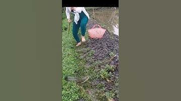 Câu cá lóc bằng vịt con, dính khủng #fish #fishing #shorts