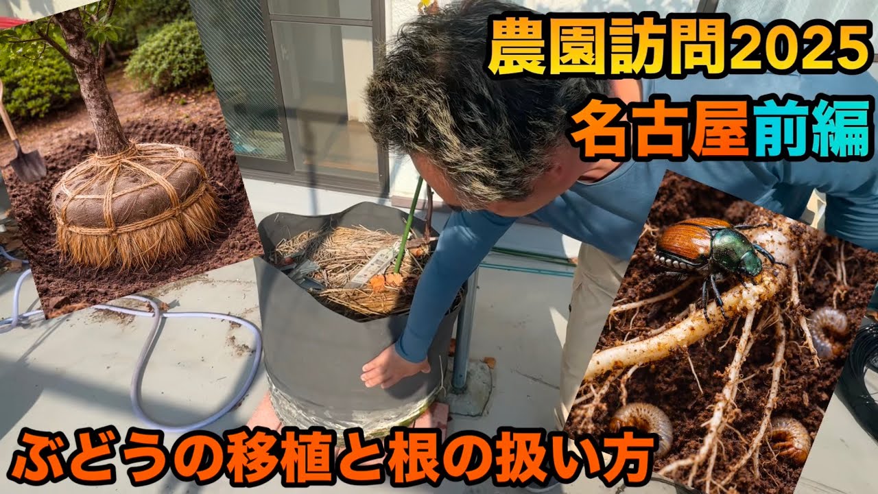 農園訪問2025名古屋(前編)〜ぶどうの移植と根の扱い方〜2025-12-17