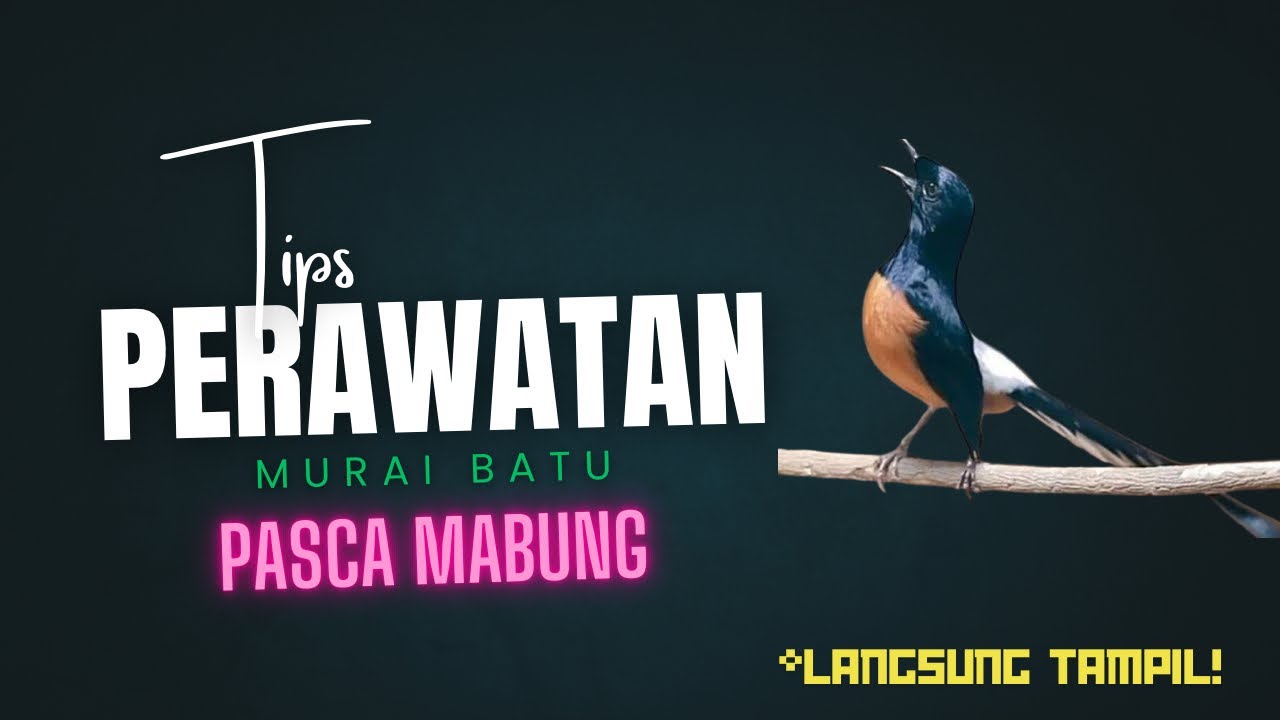 Tips Perawatan Burung Murai Batu Pasca Mabung Agar Langsung Tampil ‼️