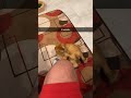 What is my cat doing 😂 #orangecat #orangecatbehavior #funnycats #cutecat #catshorts #catlife #cats