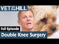 🐶 Yorkshire Terrier Needs Double Knee Surgery ASAP! | FULL EPISODE | S03E18 | Vet On The Hill