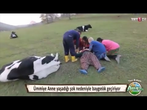 Video: Hiç Havalı Huskilerin 15. Dönemi.