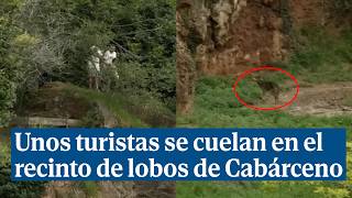 Unos turistas y un menor se cuelan en el recinto de lobos de Cabárceno (Cantabria)