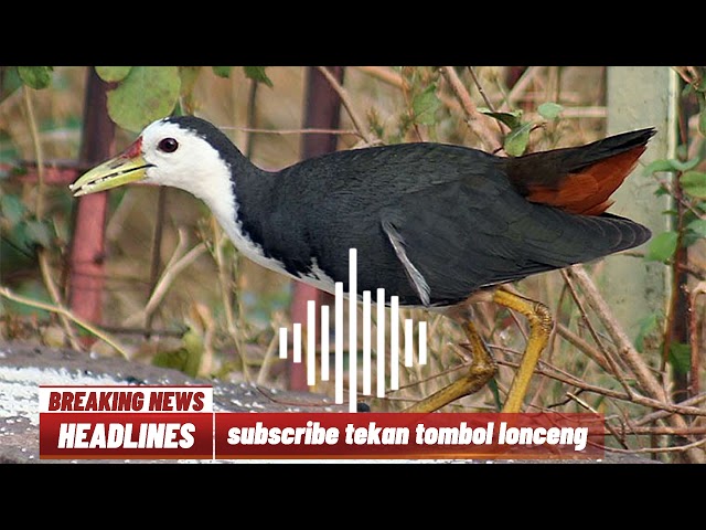 suara pikat burung ruak ruak cocok untuk mikat di sawah dan sungai kecil👍👍 class=