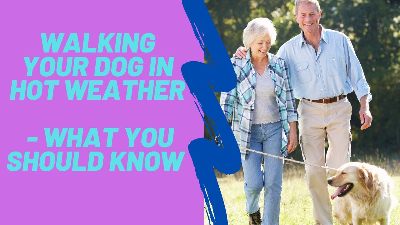 Walking Your Dog in Hot Weather YouTube