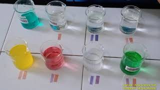 Praktikum Sifat Asam Basa ( Lakmus merah dan Lakmus Biru) dan Indikator Alami Kimia Kelas XI
