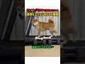 ランニングマシンで運動するワンコ速度を上げたらまさかの展開に！ #犬 #柴犬 #ランニングマシン #運動 #ダイエット #面白い動画 #ペット #可愛い犬 #犬のいる生活 #ドッグラン