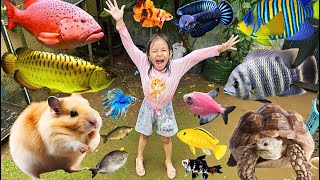 Menangkap Ikan Koi Besar, Ikan Koki, Ikan Kaviat, Ikan Channa, Ikan Glowfish & Kura-kura Sulkata